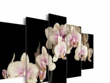 Orchidea képek