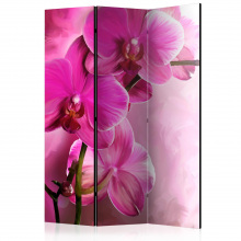 Paraván - Rózsaszín orchideák