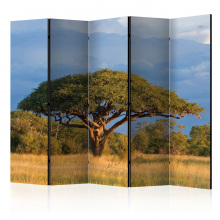 Paraván - Afrikai akác fa, Hwange Nemzeti Park II