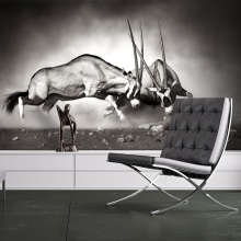 Fotótapéta - Gemsbok küzdelem