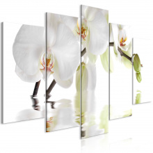 Kép - Csodálatos orchidea
