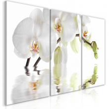 Kép - Csodálatos orchideák