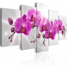 Kép - Orchidea kert 1