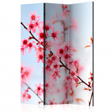 Paraván - Japán jelképe - sakura virágok