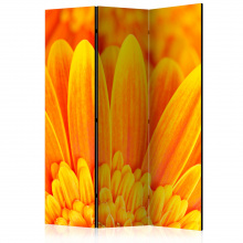 Paraván - Sárga gerbera százszorszépek