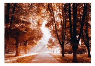 Fotótapéta - Átszűrődő napfény