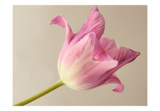 Fotótapéta - Az én tulipánom