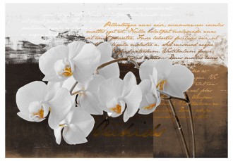 Fotótapéta - Az orchidea története 2