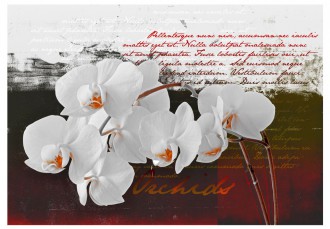 Fotótapéta - Az orchidea története