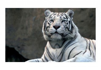 Fotótapéta - Bengáli tigris állatkertben 2