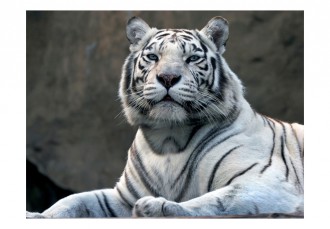 Fotótapéta - Bengáli tigris állatkertben