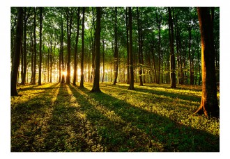 Fotótapéta - Ébredő erdő
