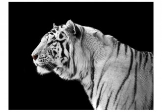 Fotótapéta - Fehér tigris
