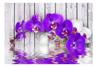 Fotótapéta - Festett orchideák 2