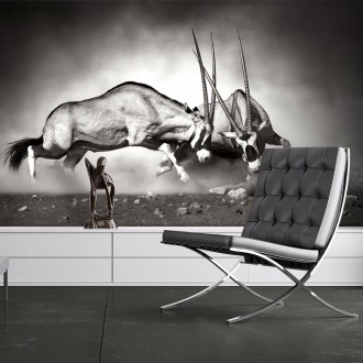 Fotótapéta - Gemsbok küzdelem