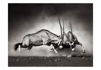 Fotótapéta - Gemsbok küzdelem