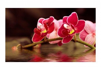 Fotótapéta - Gyönyörű orchidea virágok a vízben