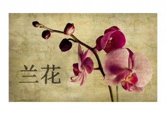 Fotótapéta - Japán orchidea 2