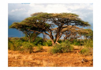 Fotótapéta - Kenya