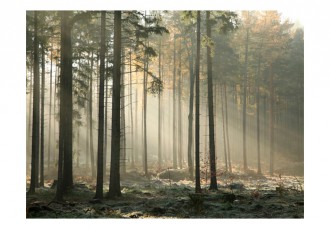 Fotótapéta - Ködbe burkolózva