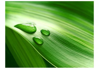 Fotótapéta - Leaf és három csepp vizet