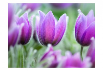 Fotótapéta - Lila tulipánok a mezőn
