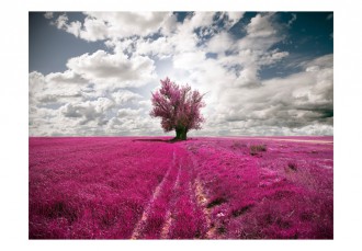 Fotótapéta - Magenta mező