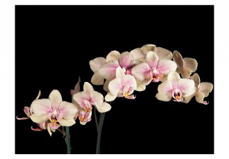 Fotótapéta - Nyíló orchidea