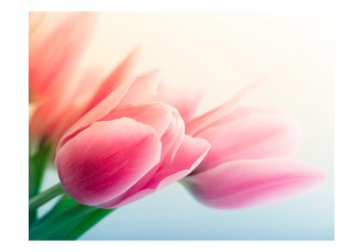Fotótapéta - Tulipán árnyak