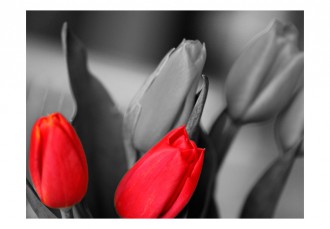 Fotótapéta - Tulipán kontraszt