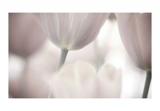 Fotótapéta - Tulipánok fekete-fehérben