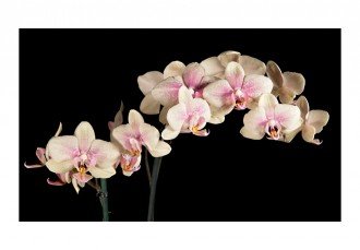 Fotótapéta - Virágzó orchidea