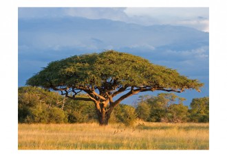 Fotótapéta - Zimbabwe