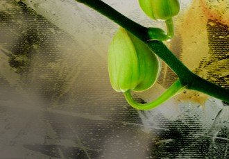 Kép - Bimbózó Orchidea