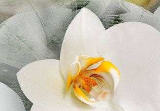 Kép - Bimbózó Orchidea