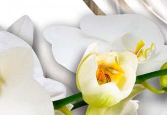 Kép -  Csillogó orchideák