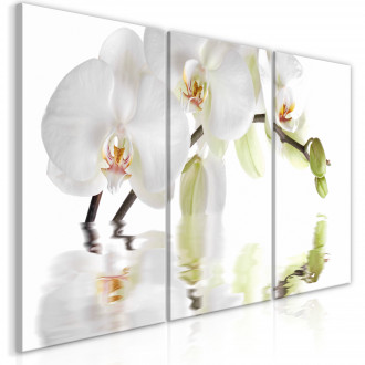 Kép - Csodálatos orchideák