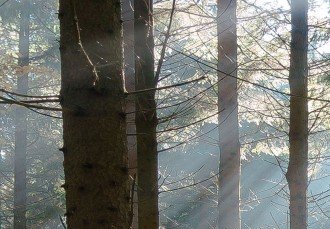 Kép - Erdei kalandok 2