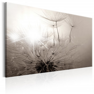 Kép - Fényes pitypang