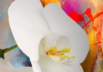 Kép - Lángoló Orchidea