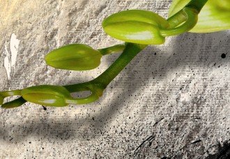 Kép - Lángoló Orchidea