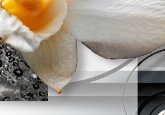 Kép - Napos orchideák