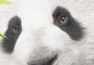 Kép - Panda