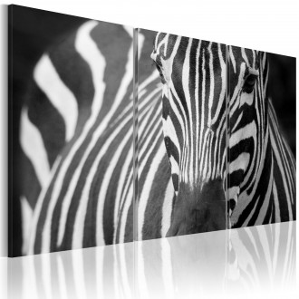 Kép - Zebra fekete fehérben