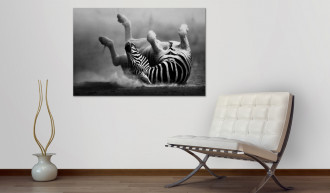 Kép - Zebra mókája a porban