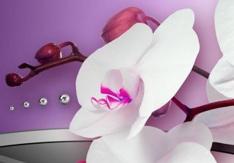 Kép - Zenélő Orchideák