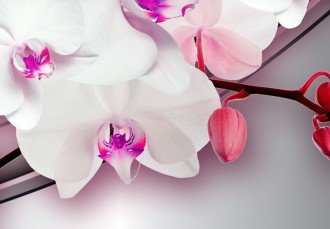 Kép - Zenélő Orchideák