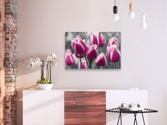Kifestő - Tulipánok mezeje