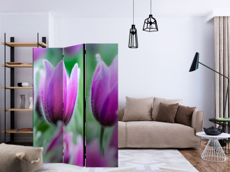 Paraván - Lila tavaszi tulipánok