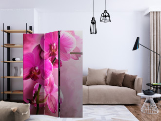 Paraván - Rózsaszín orchideák